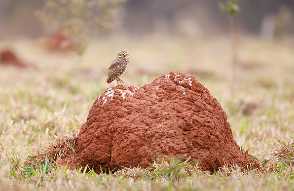 Burrowing Owl
