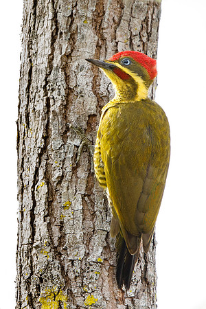 Golden-green Woodpecker