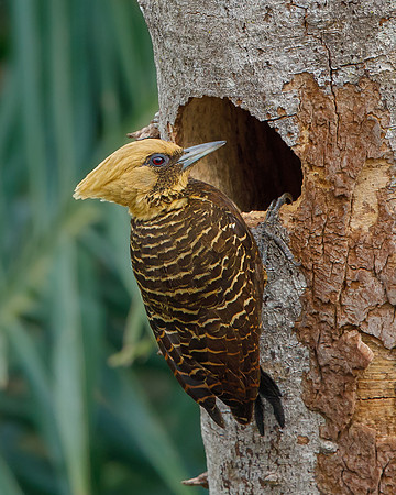 Pale-crested Woodpecker
