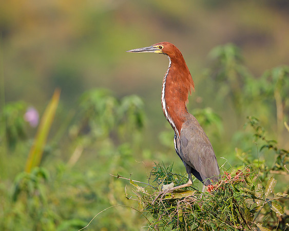 Rufescent Tiger-Heron