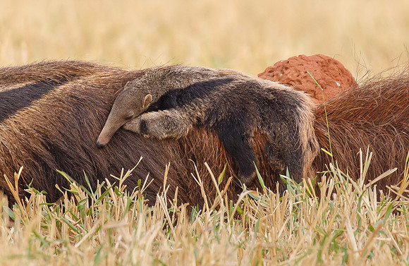 Giant Anteater, carrying young