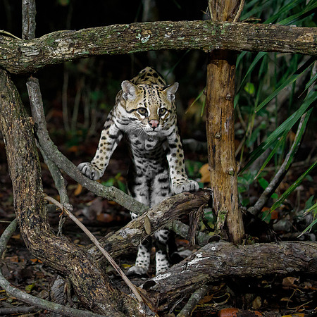 Ocelot (baited)