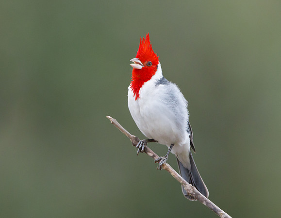 Red-crested Cardinal