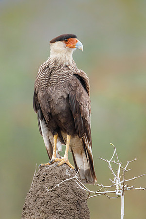 Southern Caracara