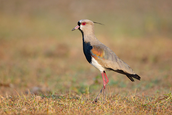 Southern Lapwing