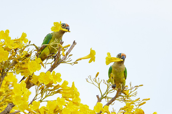 Peach-fronted Parakeets