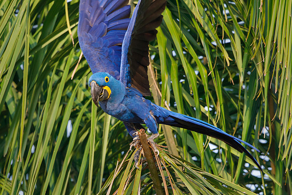 Hyacinth Macaw