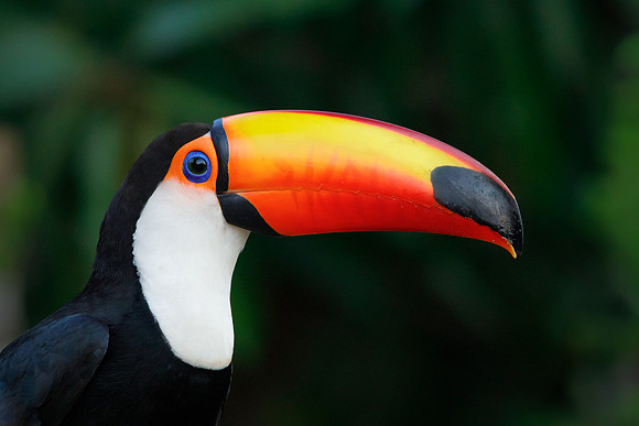 Toco Toucan