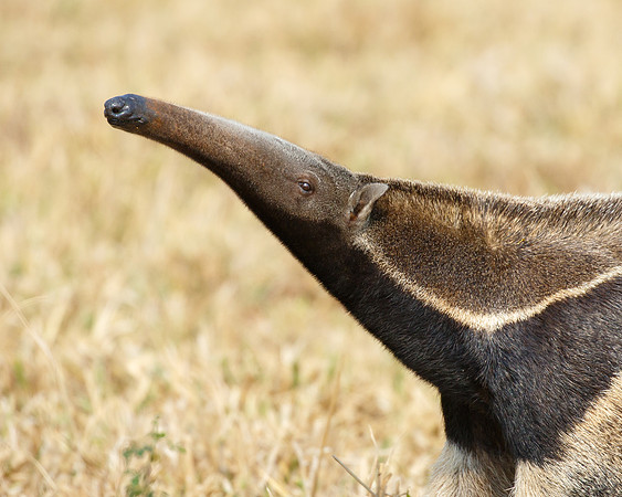 Giant Anteater