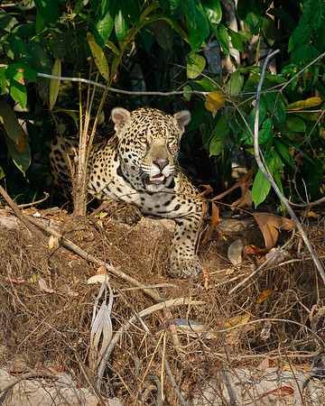 Jaguar