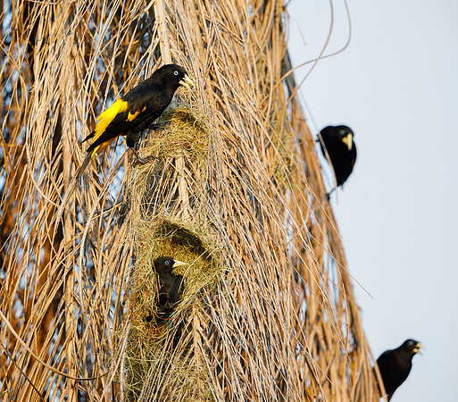 Yellow-rumped Caciques building nest
