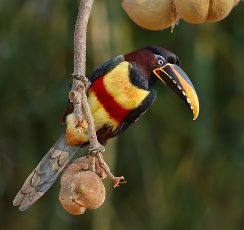 Chestnut-eared Aracari