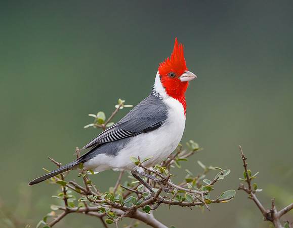 Red-crested Cardinal