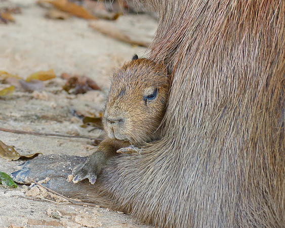 Capybara baby