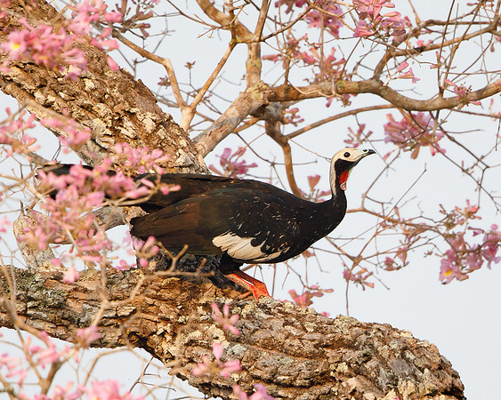 Red-throated Piping Guan