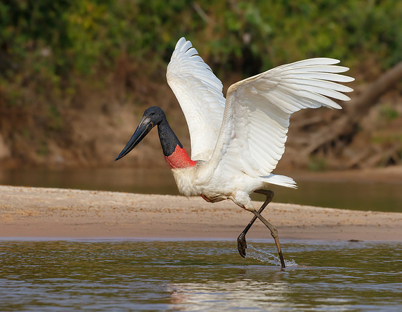 Jabiru