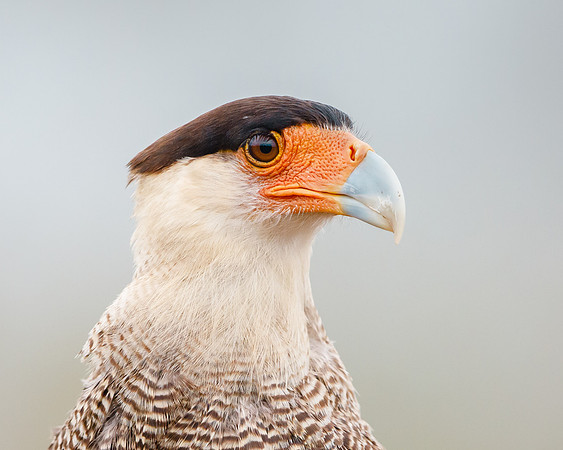 Southern Caracara