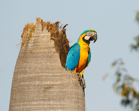 Blue-and-yellow Macaw at nest