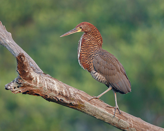 Rufescent Tiger-Heron, juvenile