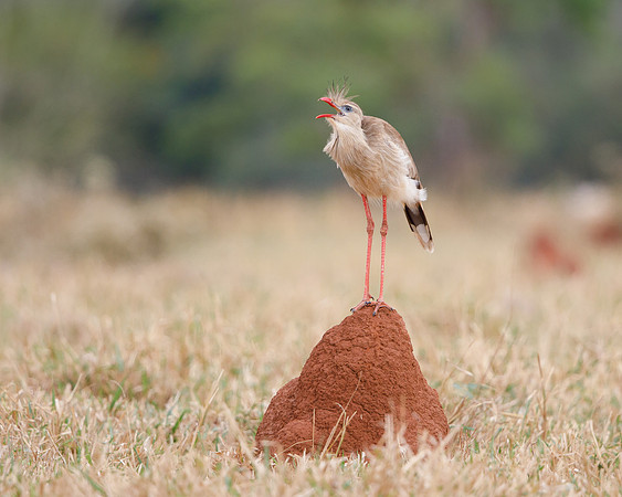 Red-legged Seriema