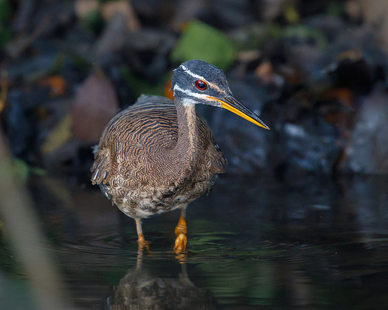 Sunbittern