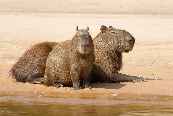 Capybaras