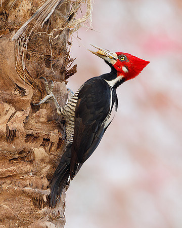 Crimson-crested Woodpecker