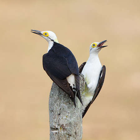 White Woodpeckers
