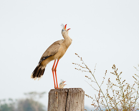 Red-legged Seriemas