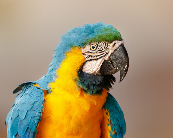 Blue-and-yellow Macaw