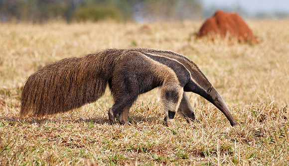 Giant Anteater