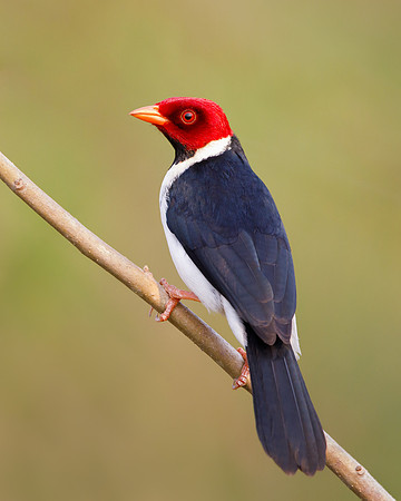 Yellow-billed Cardinal