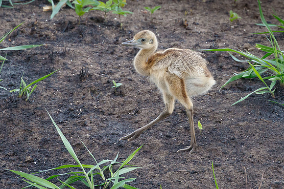 Greater Rhea, chick