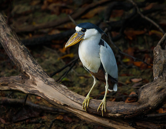 Boat-billed Heron