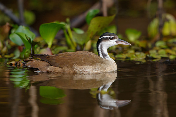 Sungrebe