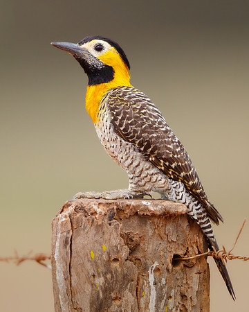 Campo Flicker