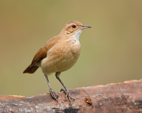 Rufous Hornero