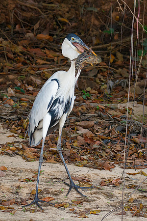 Cocoi Heron with catfish