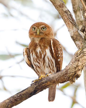 Ferruginous Pygmy Owl