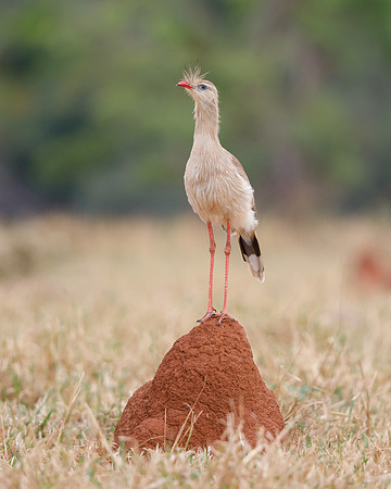 Red-legged Seriema