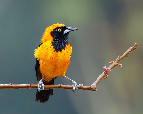Orange-backed Troupial