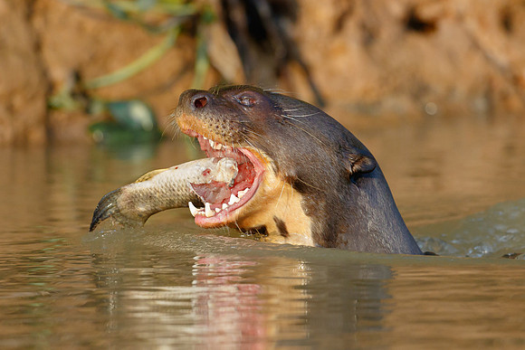 Giant Otter