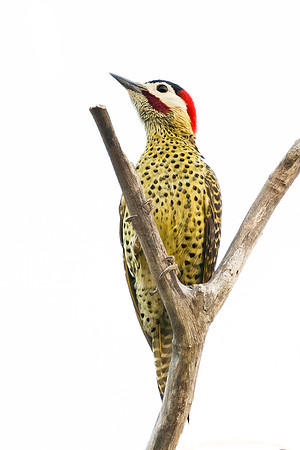 Green-barred Woodpecker