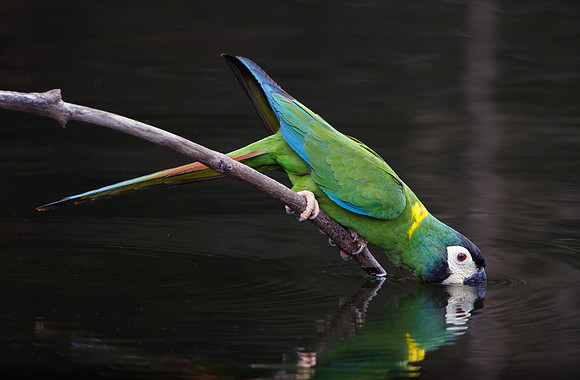 Yellow-collared Macaw drinking