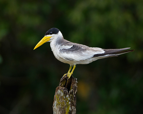 Large-billed Tern