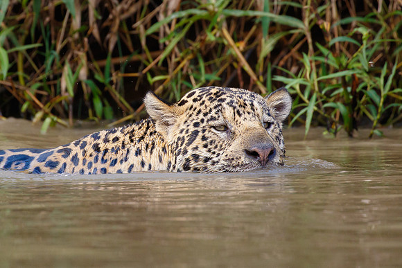 Jaguar