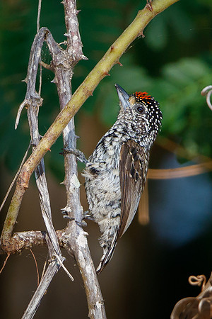 White-wedged Piculet