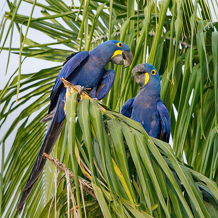 Hyacinth Macaws
