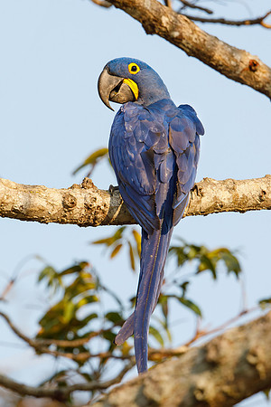 Hyacinth Macaw