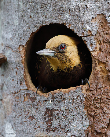 Pale-crested Woodpecker